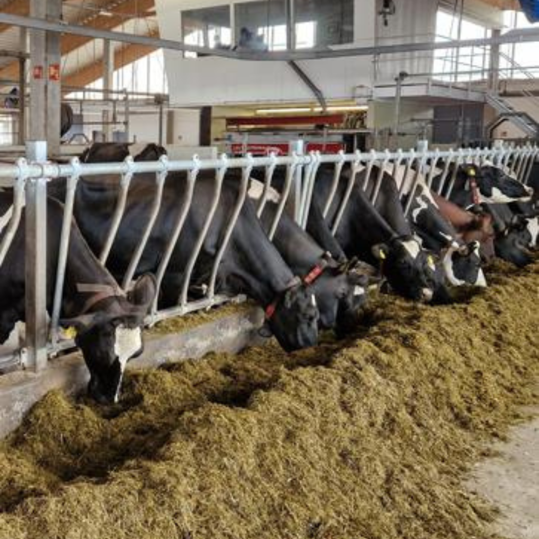 Tilavierailut Laukkupalon Maito Oy:lle ja  Nurmelan Tilalle 15.1.2026