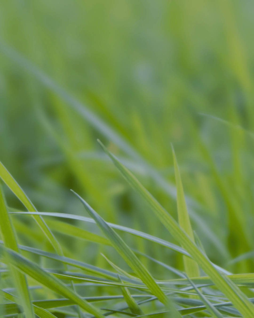 Uteliaan ihmisen peltopäivä