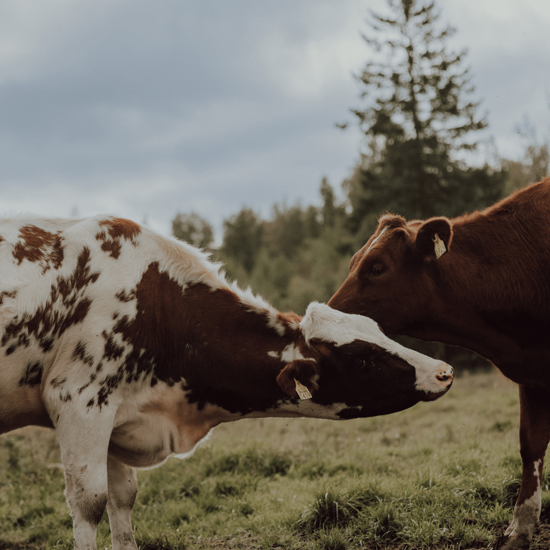 Young Farmers Meet Kalajoki 18.-19.2.2026