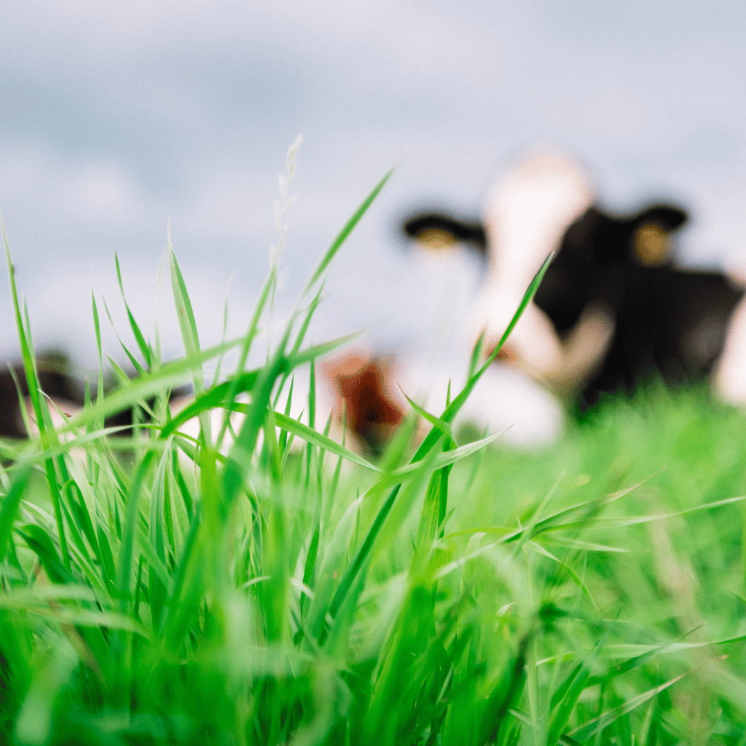 Kasvu käyntiin -peltopäivä Sonkajärvellä