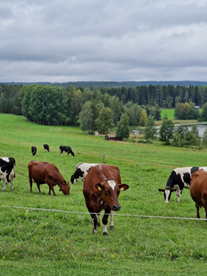 Young Farmers Meet Kainuu 1.-2.10.
