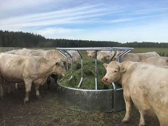 Paalihäkki BS Häcken