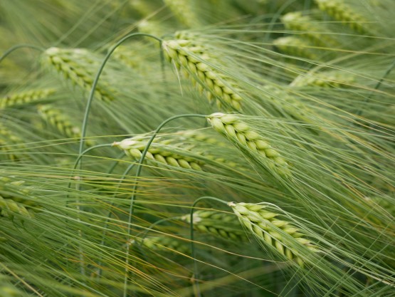 Monitahoinen ohra Alvari BOR