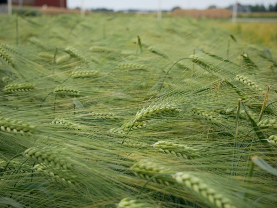 Monitahoinen ohra Kaarle BOR