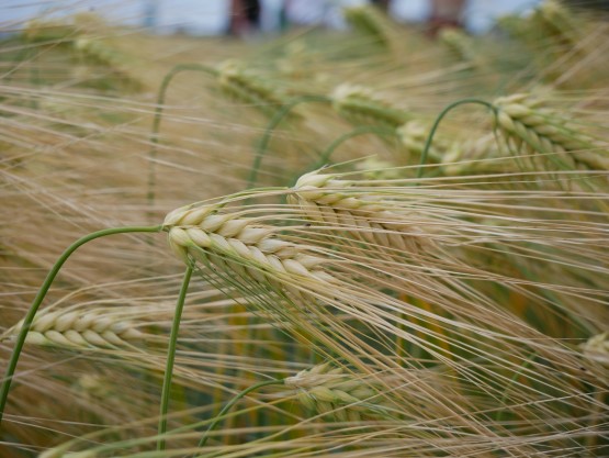 Monitahoinen ohra Vertti BOR