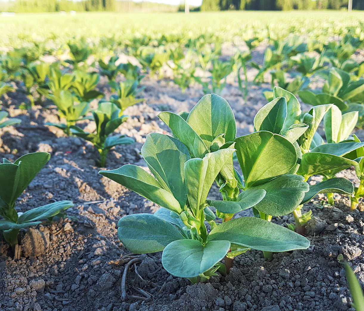 Härkäpavun siemenet