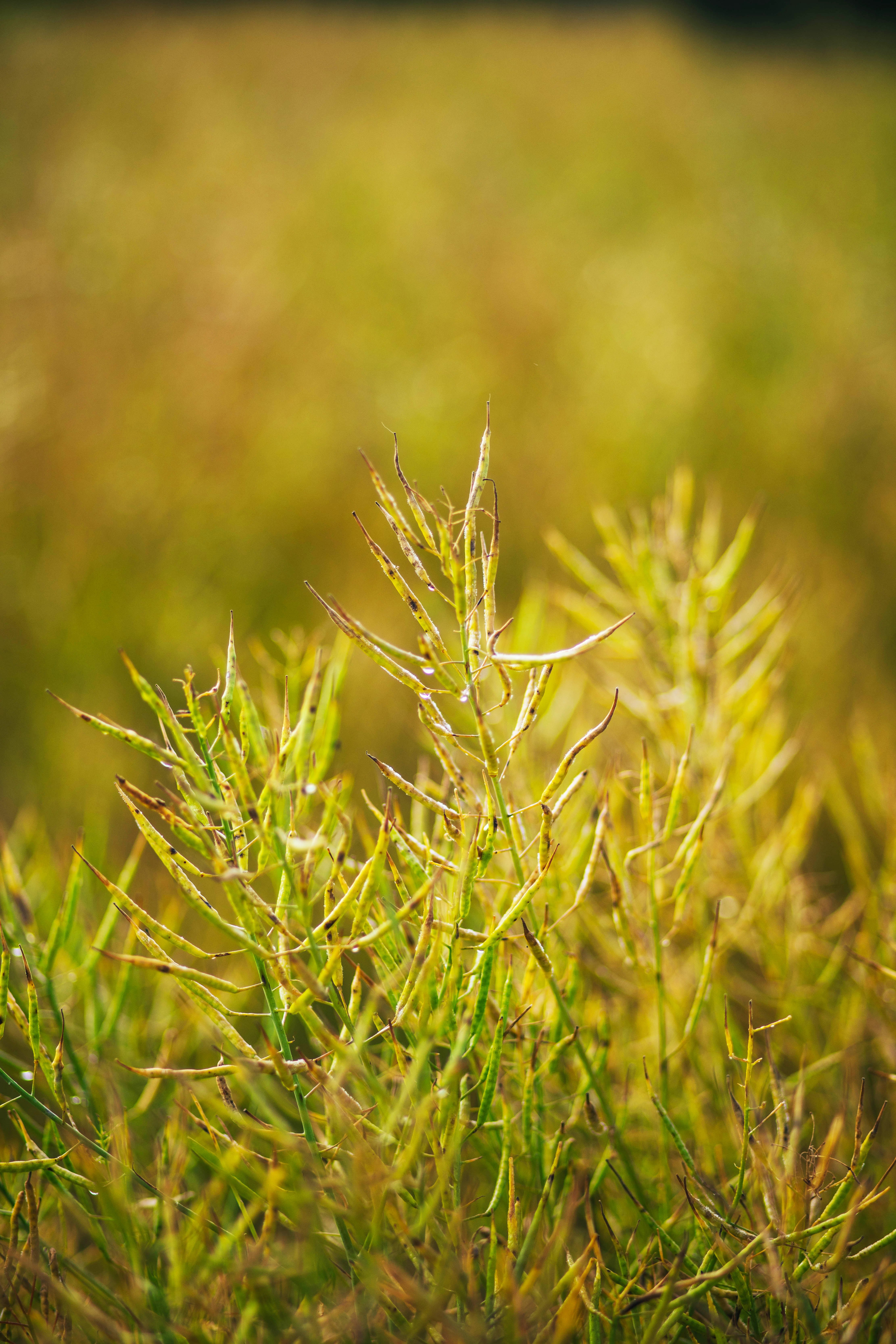 Rypsin ja rapsin siemenet