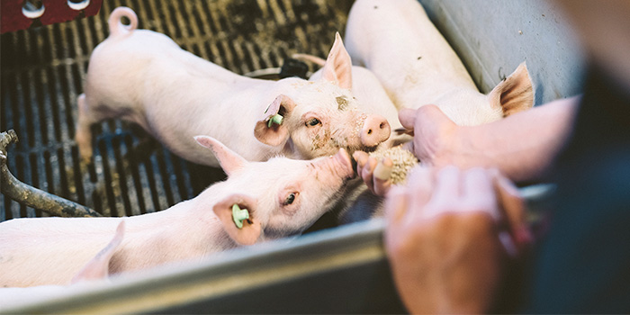 Turvallinen ruoka ei synny sattumalta