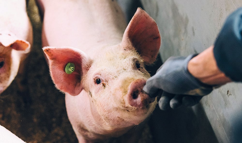 Hera lihasikojen ruokinnassa – edullinen ja maittava vaihtoehto