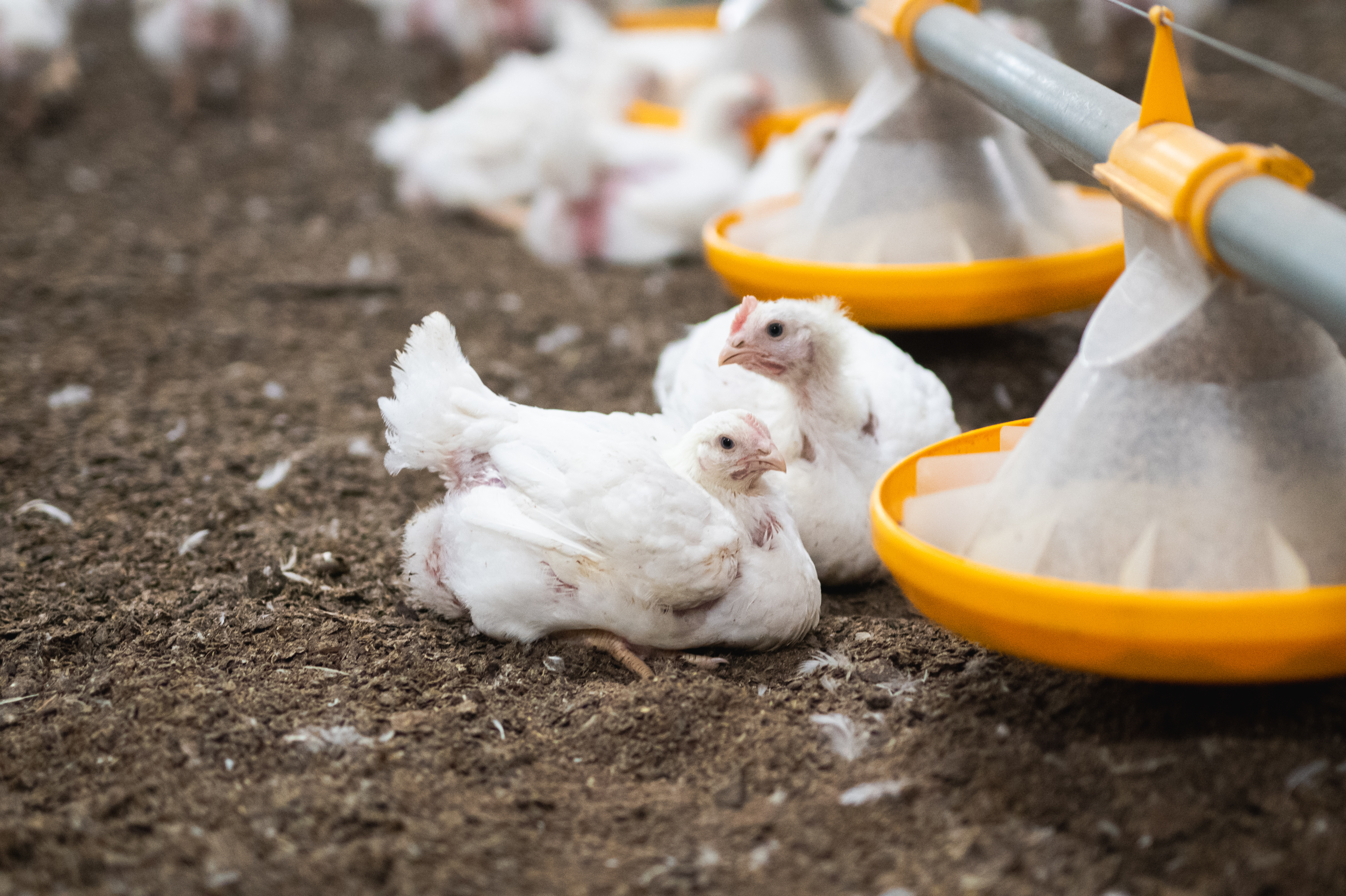 Broilerin ruokinta kehittyy tutkimusta nopeammin