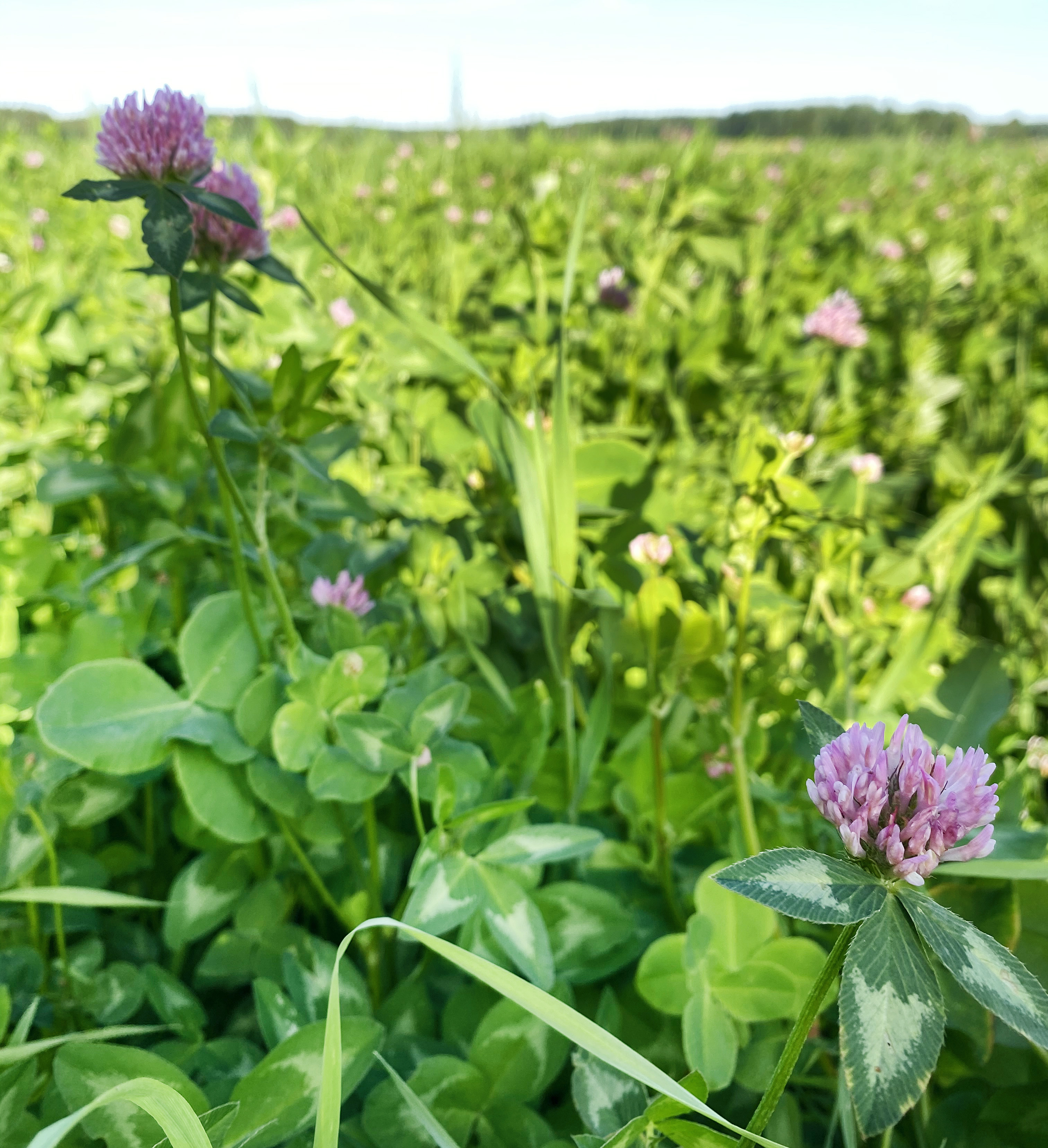 A-Kerääjäkasviseos