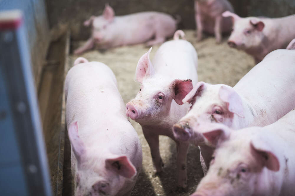 Ruisvehnää sioille?