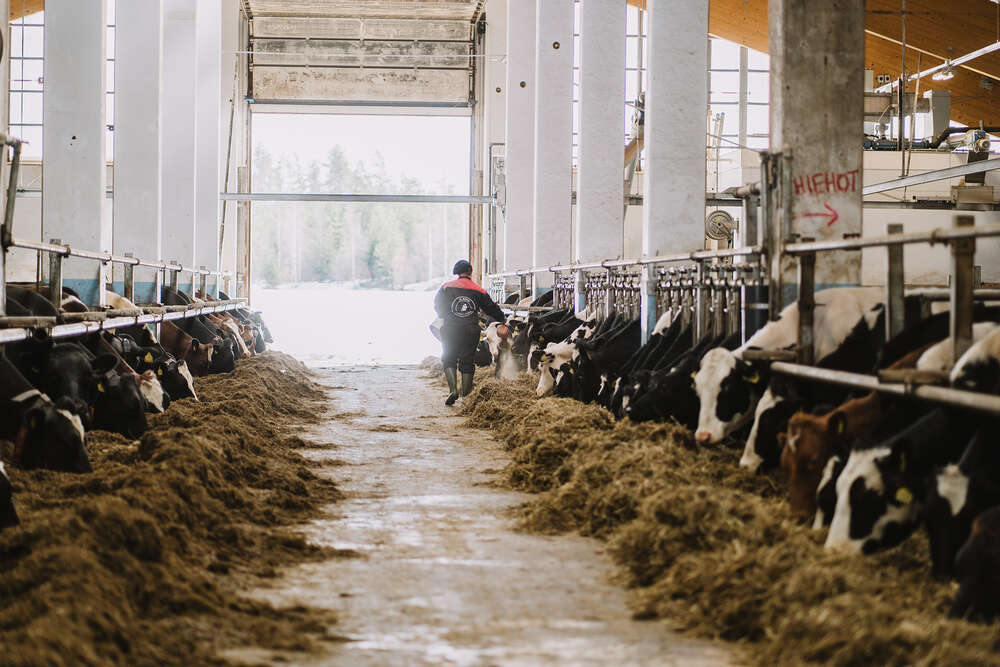 Paremman  mielen  tarinoita  maalta