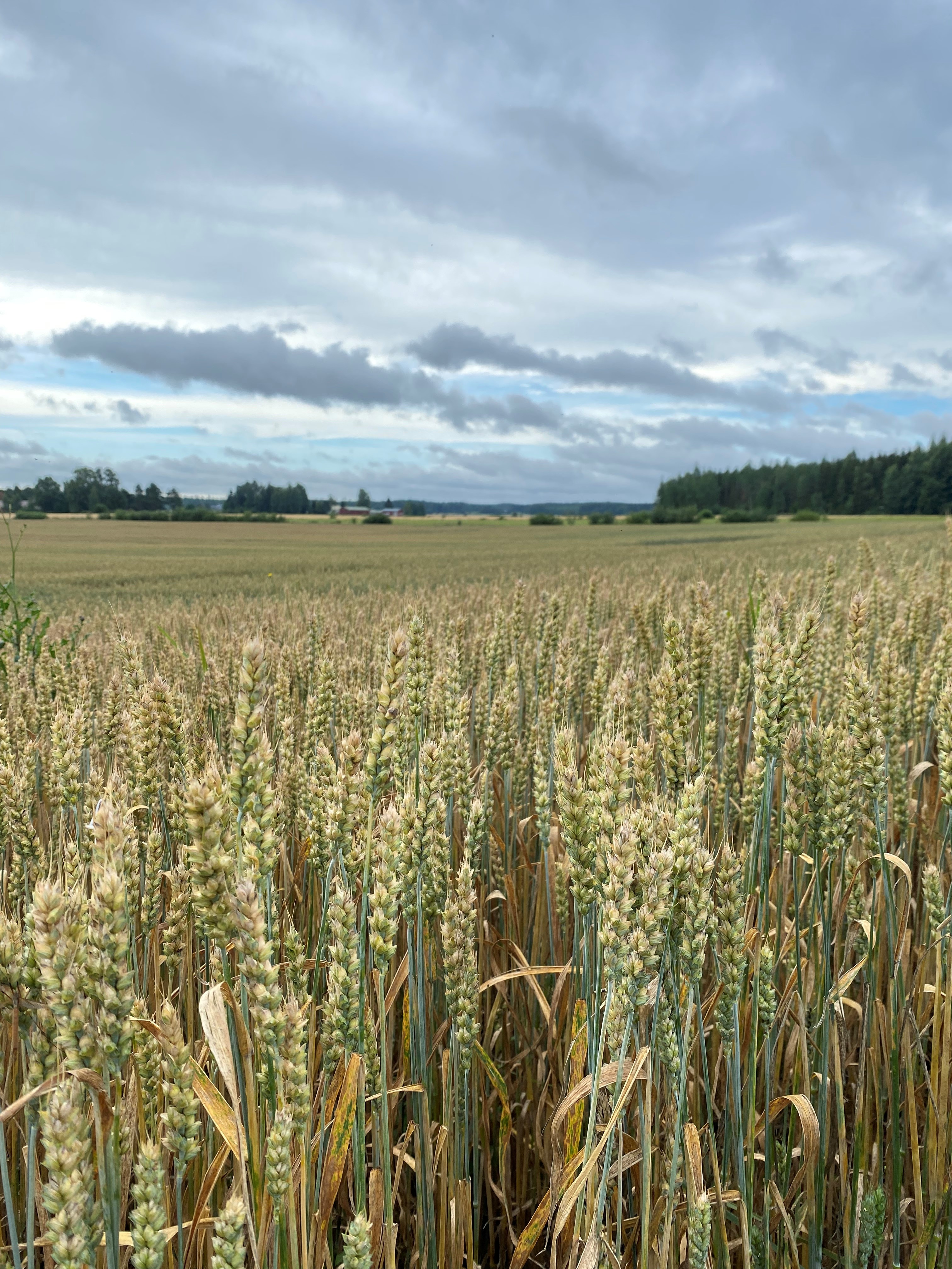 Edunvalvonnalla vaikutetaan arvoketjun tulevaisuuteen