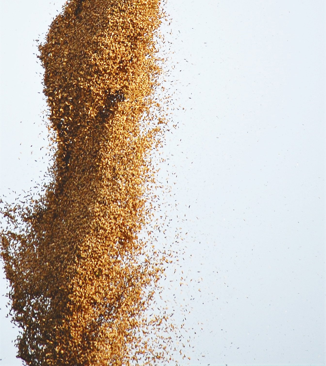 Ruisvehnän siemenet