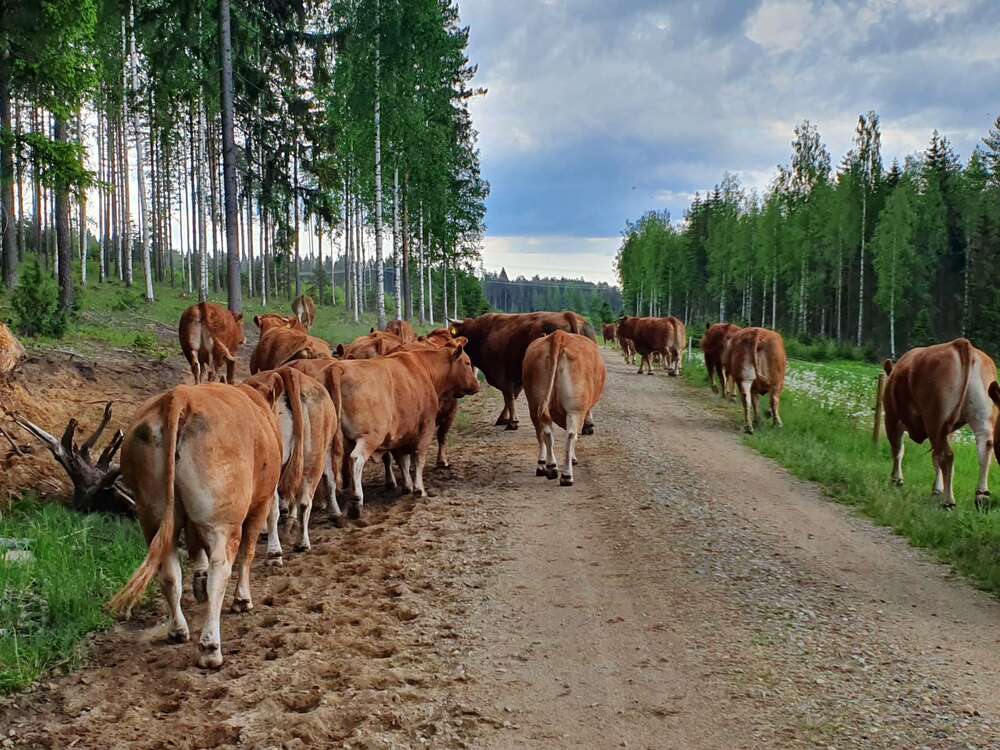 CARBO-hankkeen laidunpilotit käynnistyivät