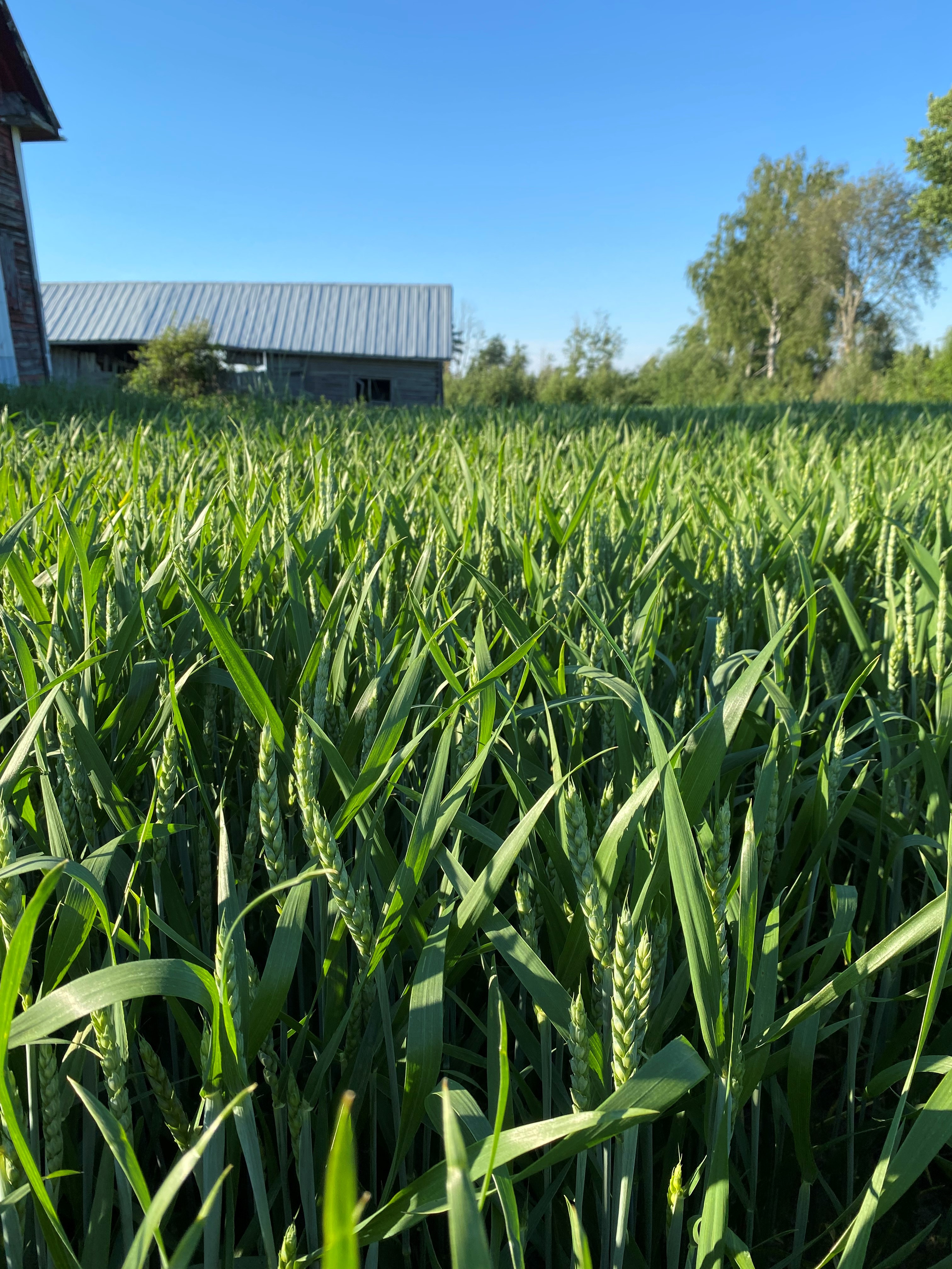 Syysvehnän keväinen sijoituslannoitus ravinnekuormituksen vähentäjänä