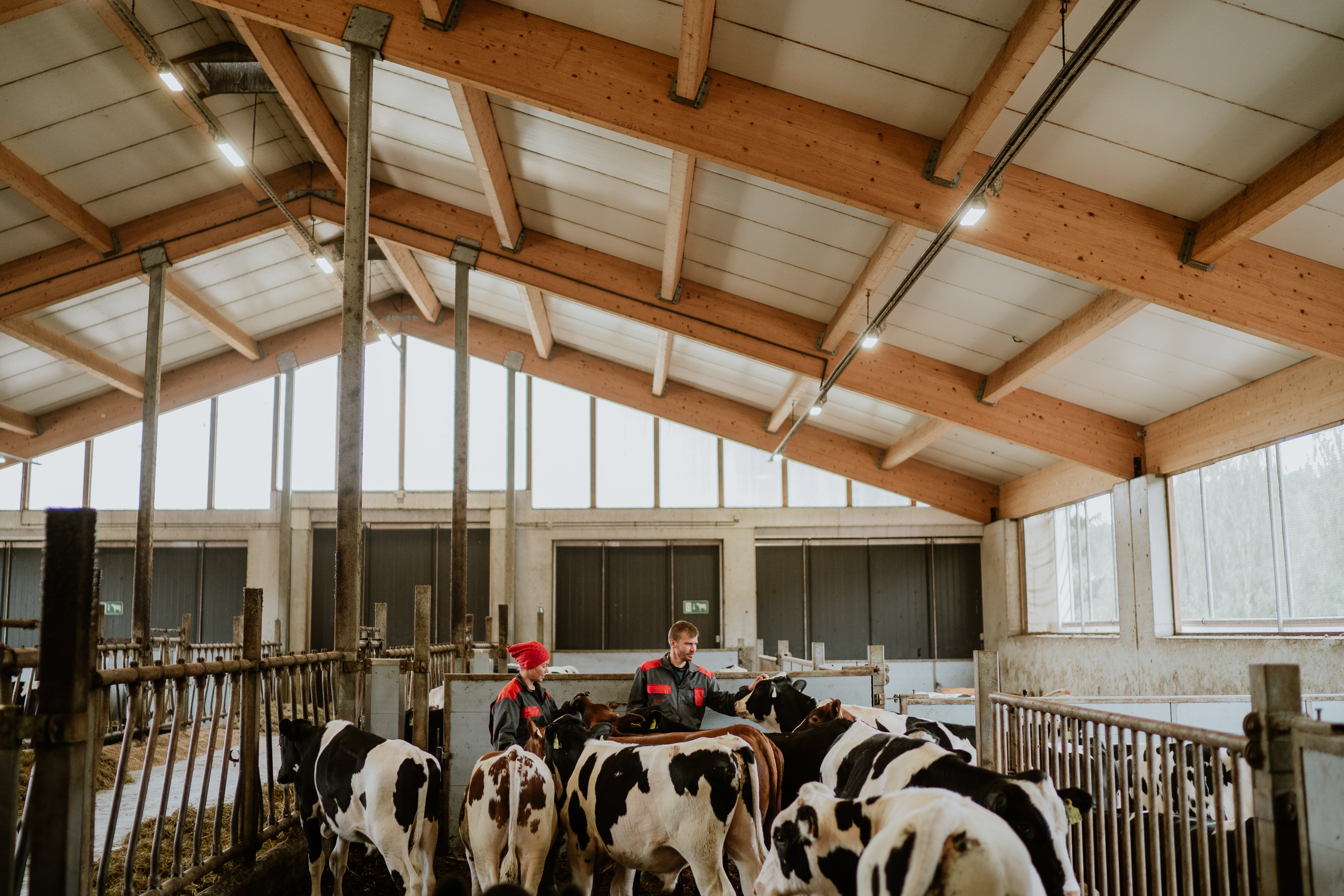 Valmistaudu kesään navetassa