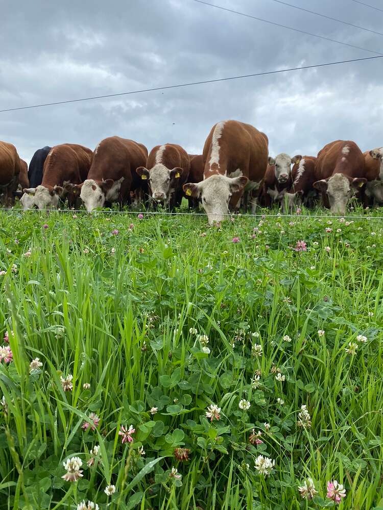 Tuottava emolehmä  -kehittämishanke on alkanut