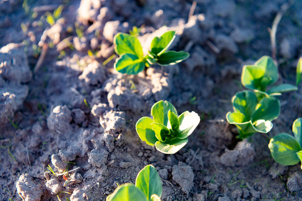 Hivenlannoitteet paransivat härkäpavun kannattavuutta
