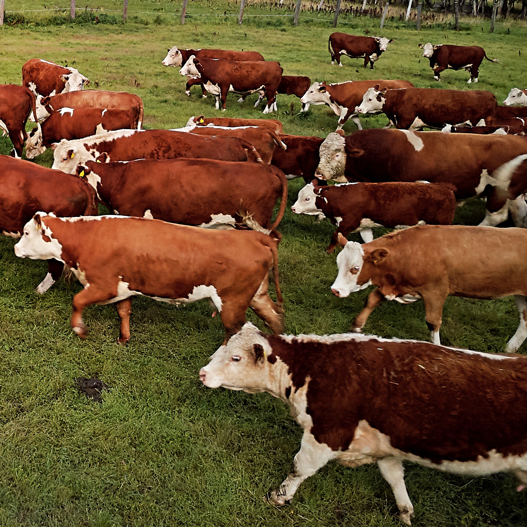 Keinosiemennys tutuksi emotiloille 13.1.2026