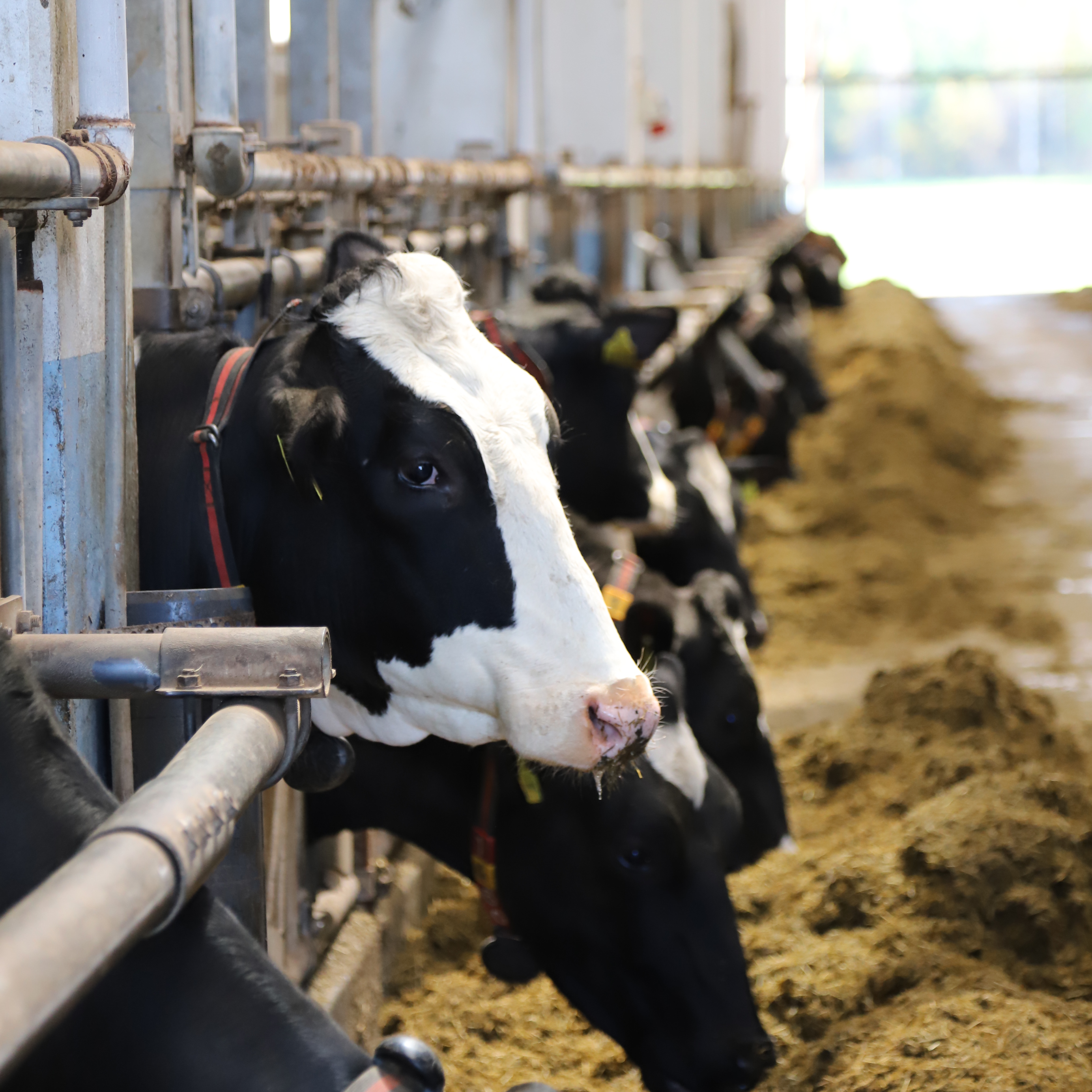 Tammikuun webinaari: Maitoyrittäjänä vuokranavetassa 29.1.2025