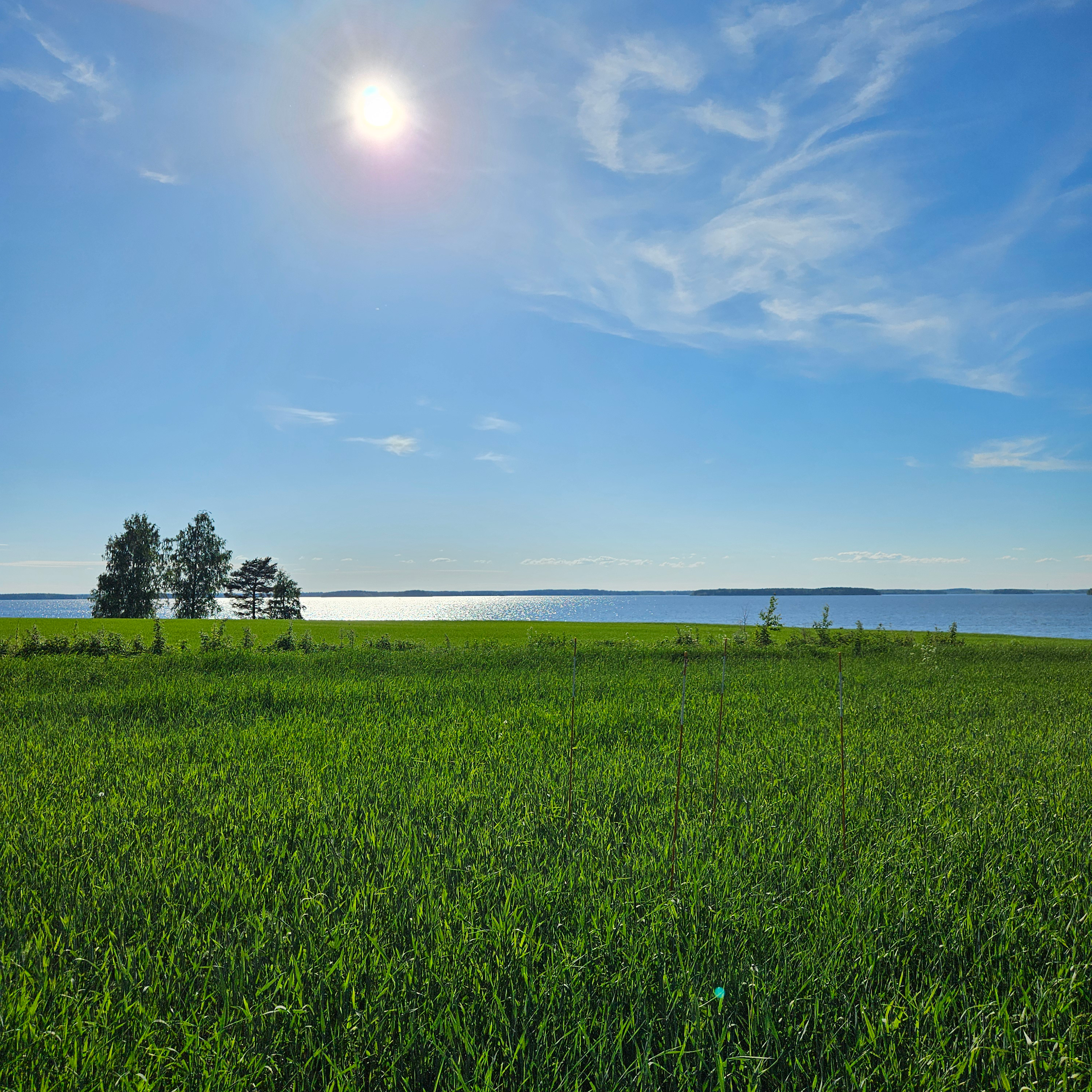 Pellonpiennarpäivä Joroisissa 10.7.2025