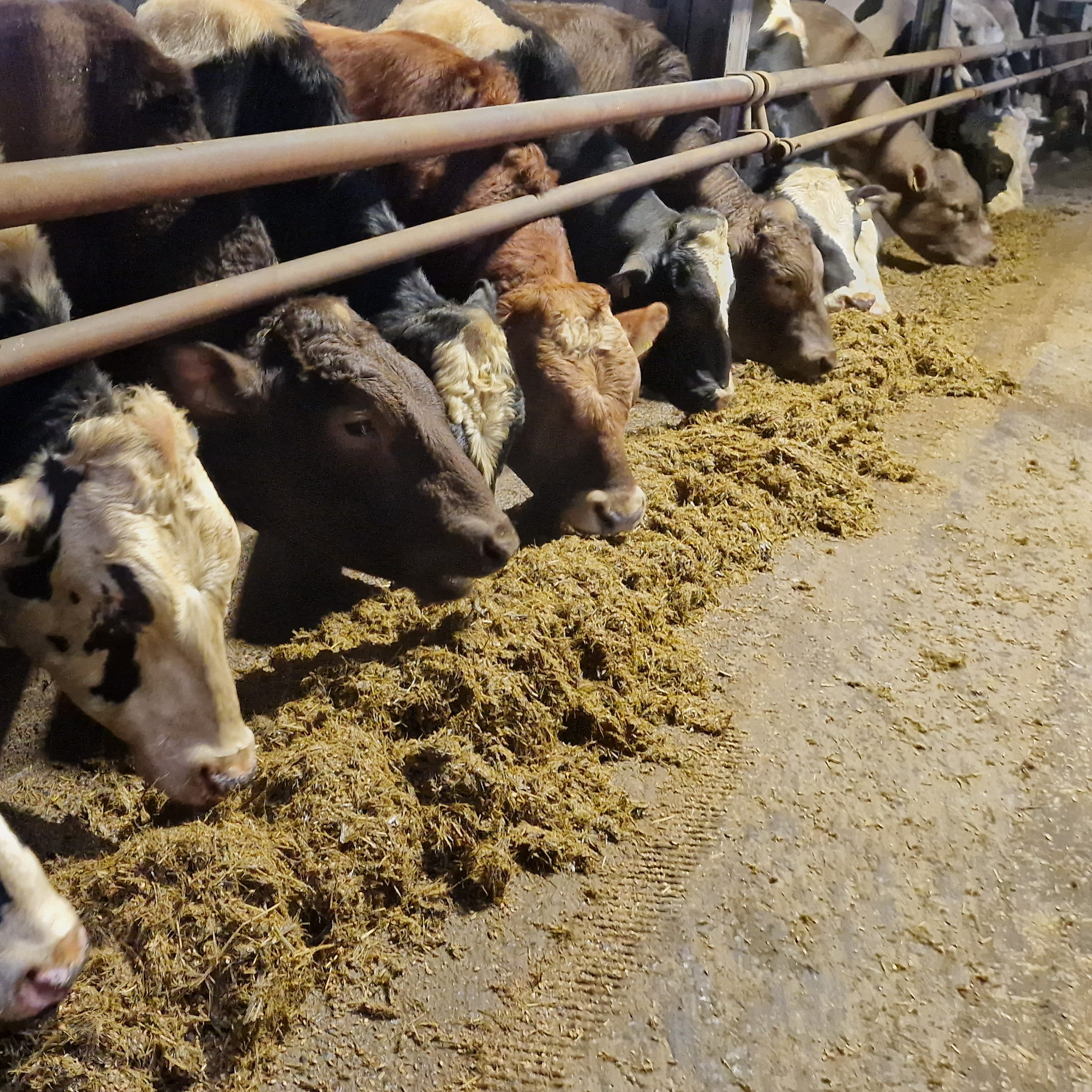 Toimiva rehustus lihanautatilalla -päivä 23.4.2025