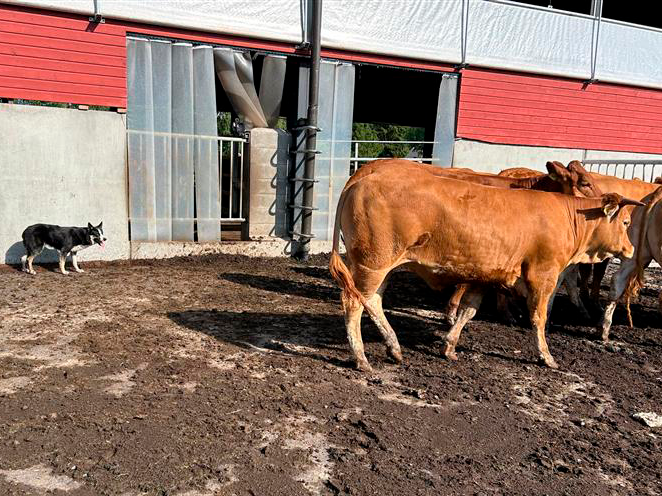 Nautojen paimennus -päivä 15.4.2025