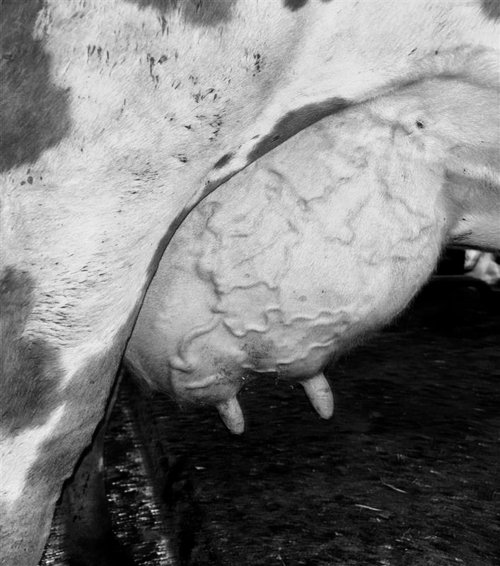 Terveet utareet -päivät 8.9. & 9.9.2025