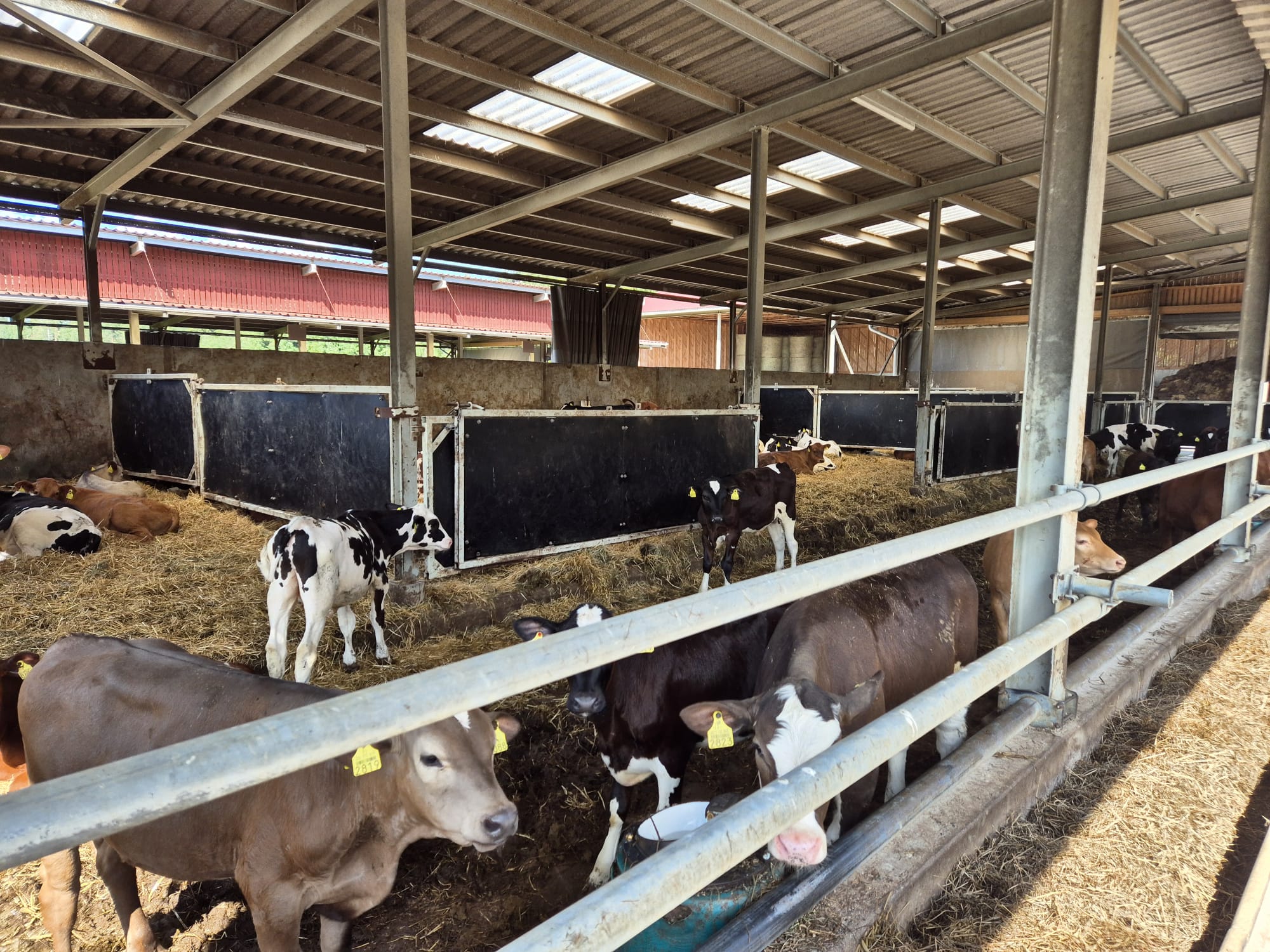 Vasikkapäivä Kuusamossa