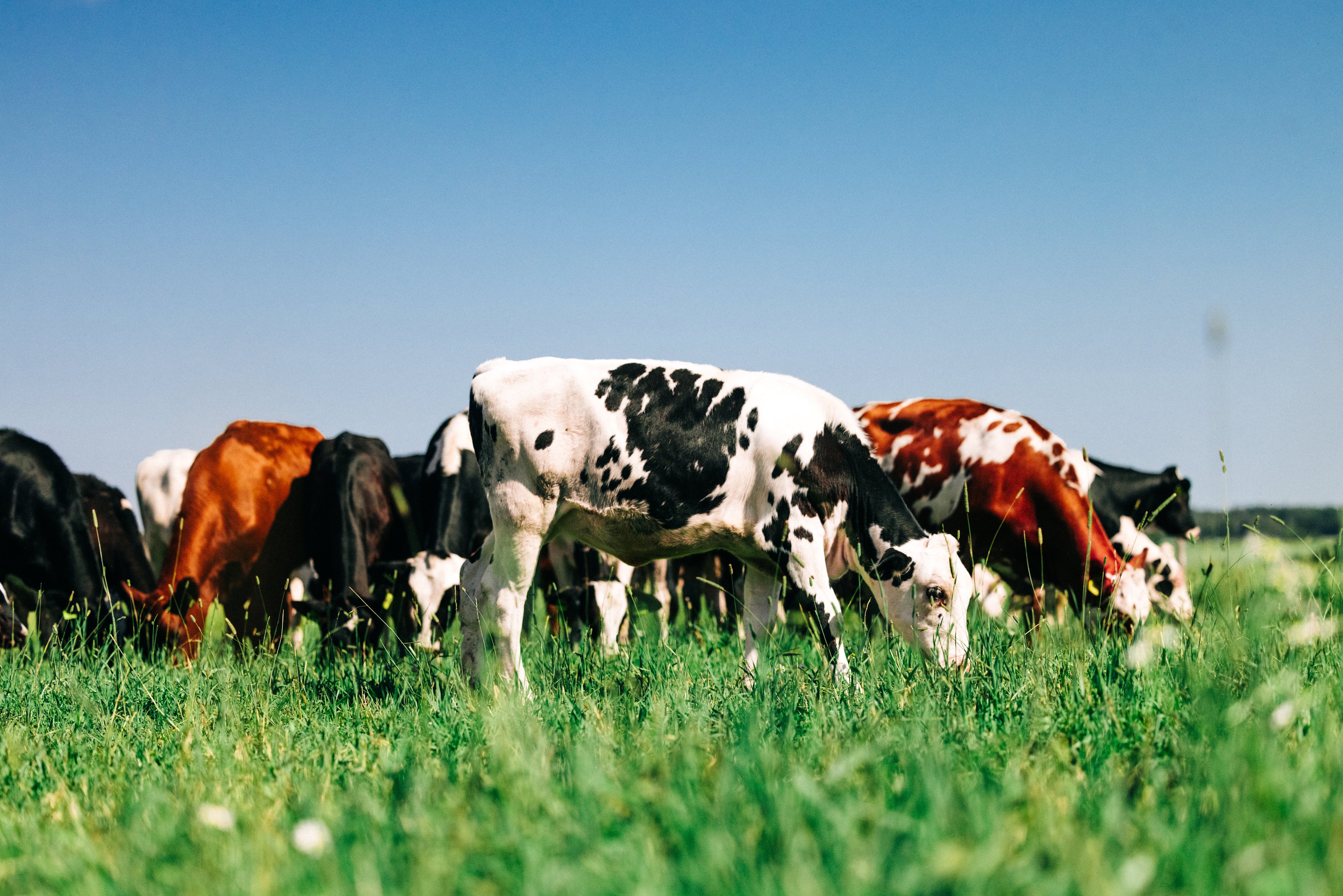 Helmikuun webinaari; Nuorena mukaan maatalousyhtymään 21.2.2025