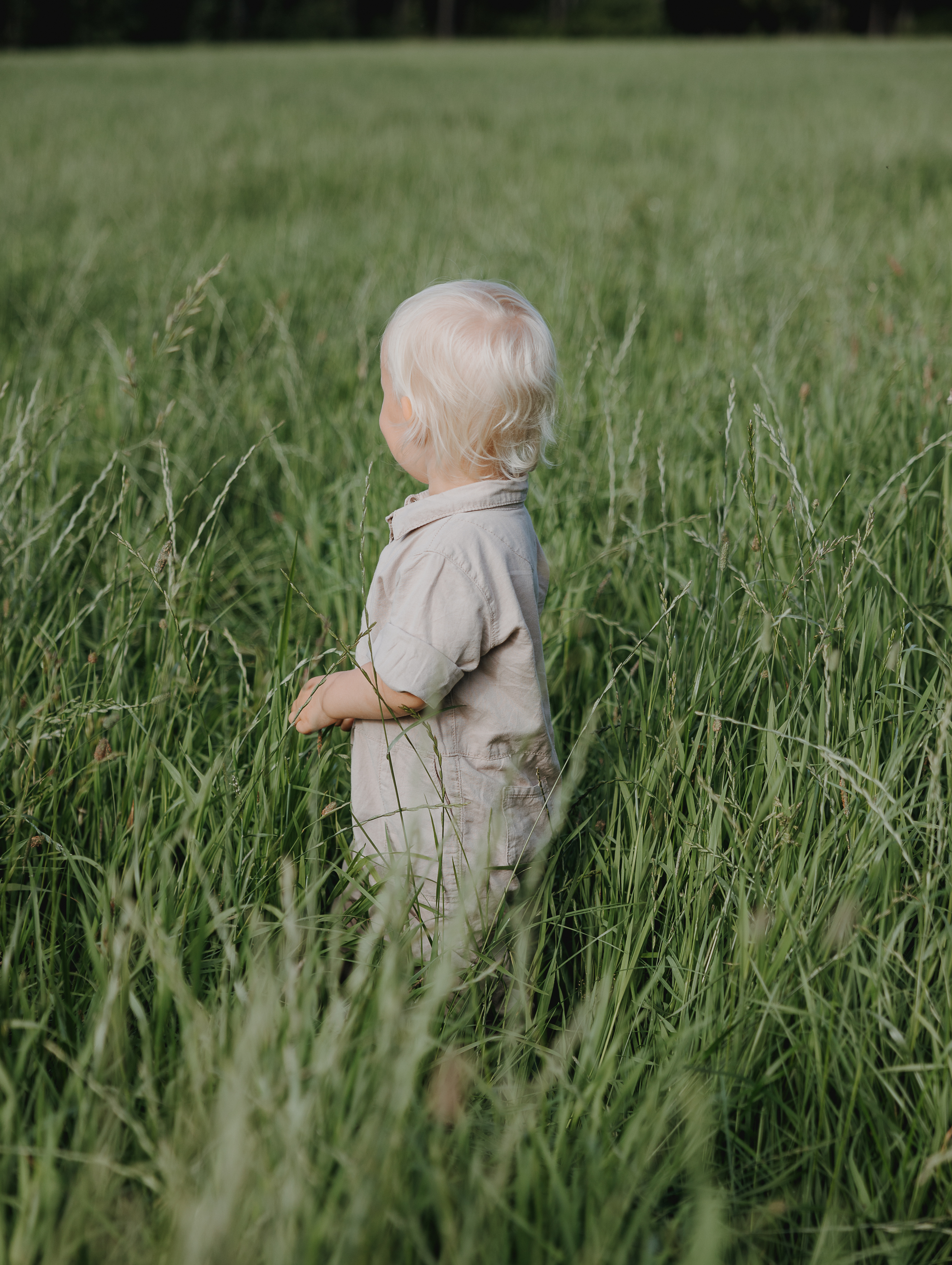 Nurmi- ja kerääjäkasvisiemenet