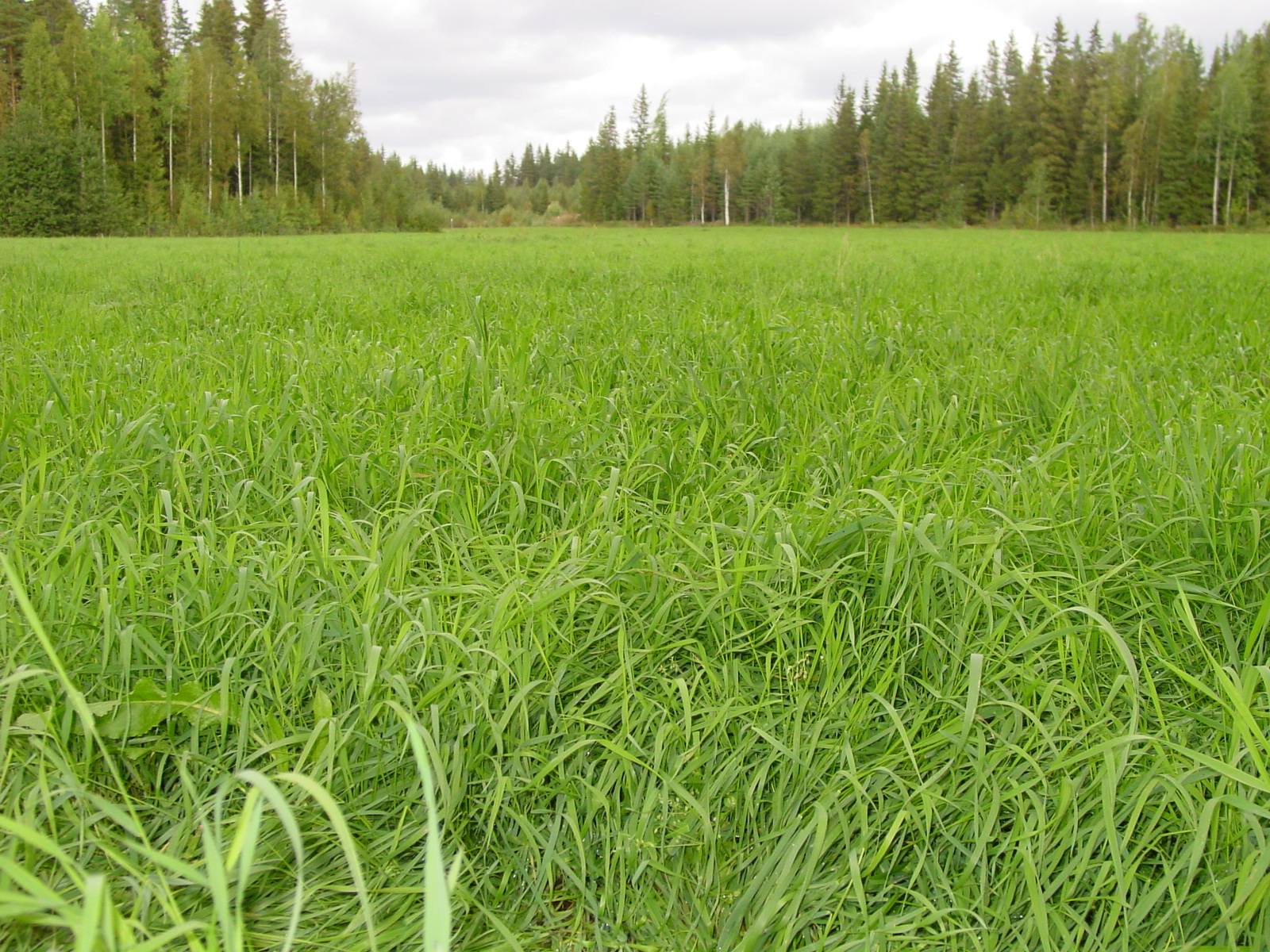 A-Sulava energianurmi