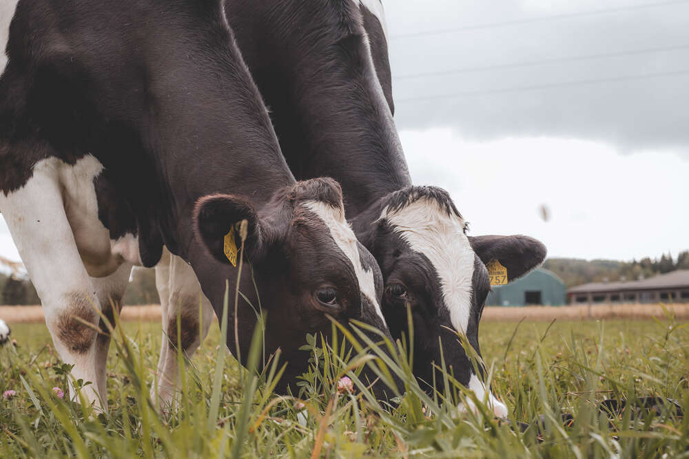 Hivenaineiden lähteet uudistuvat A-Rehun kivennäisissä