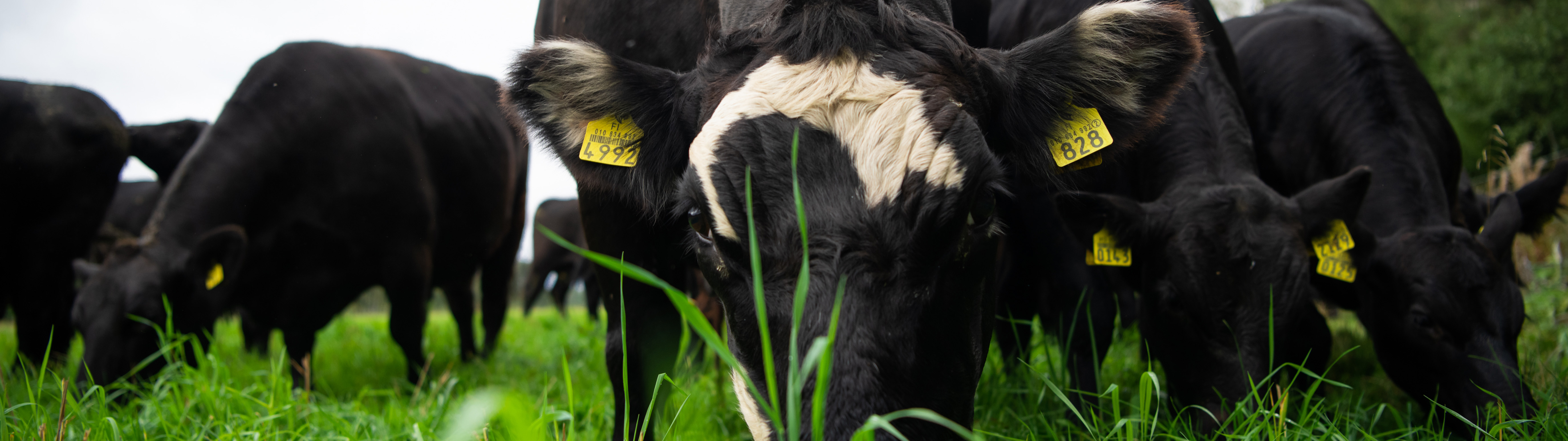 A-Rehun luomutilojen kivennäiset