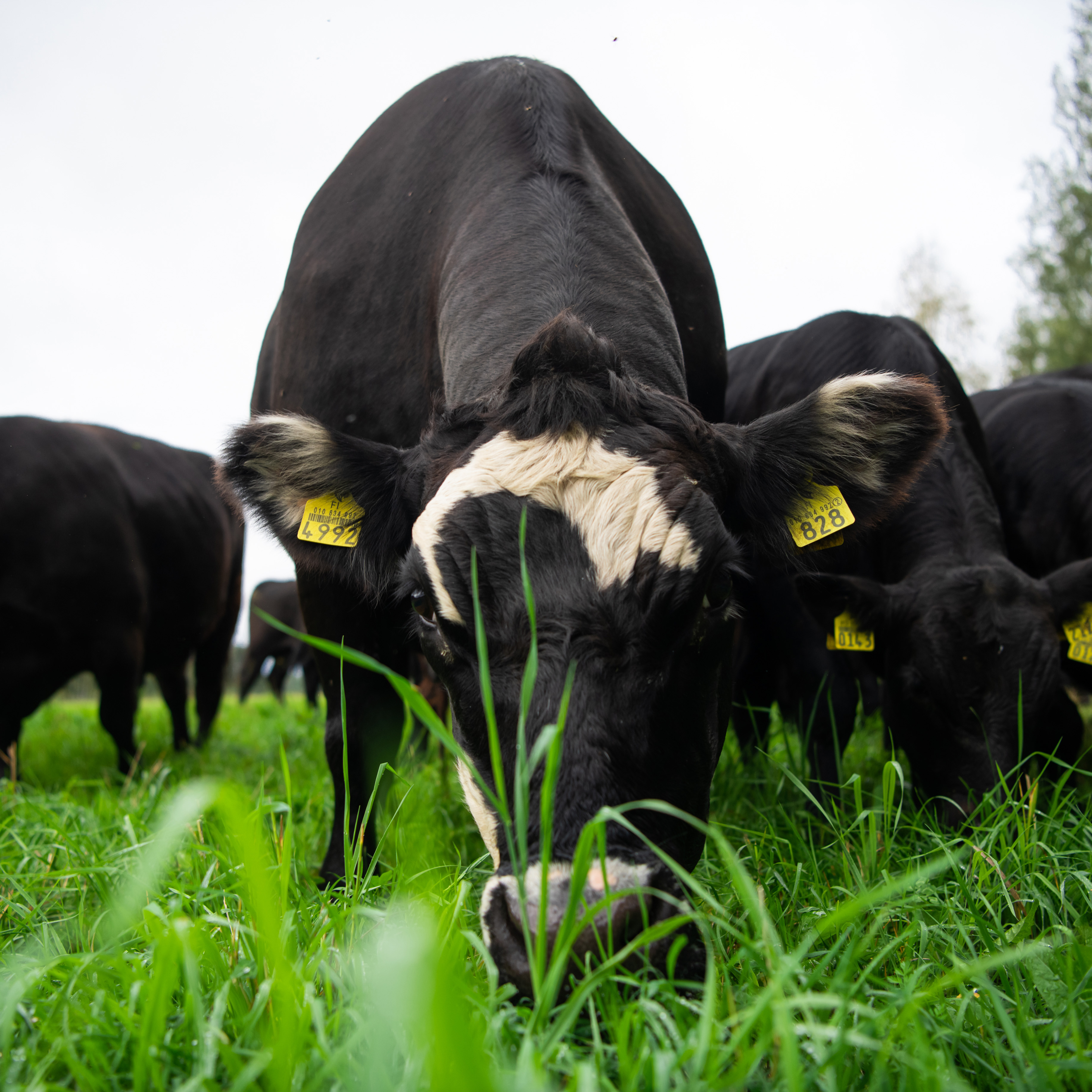 Luomutilojen kivennäiset A-Rehulta