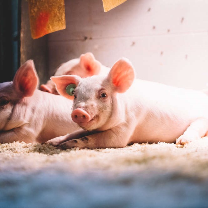 Laitisen tila 2/2020