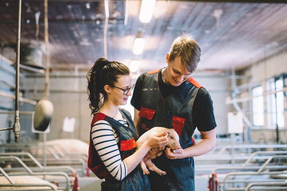 Laitisen tila 1/2020