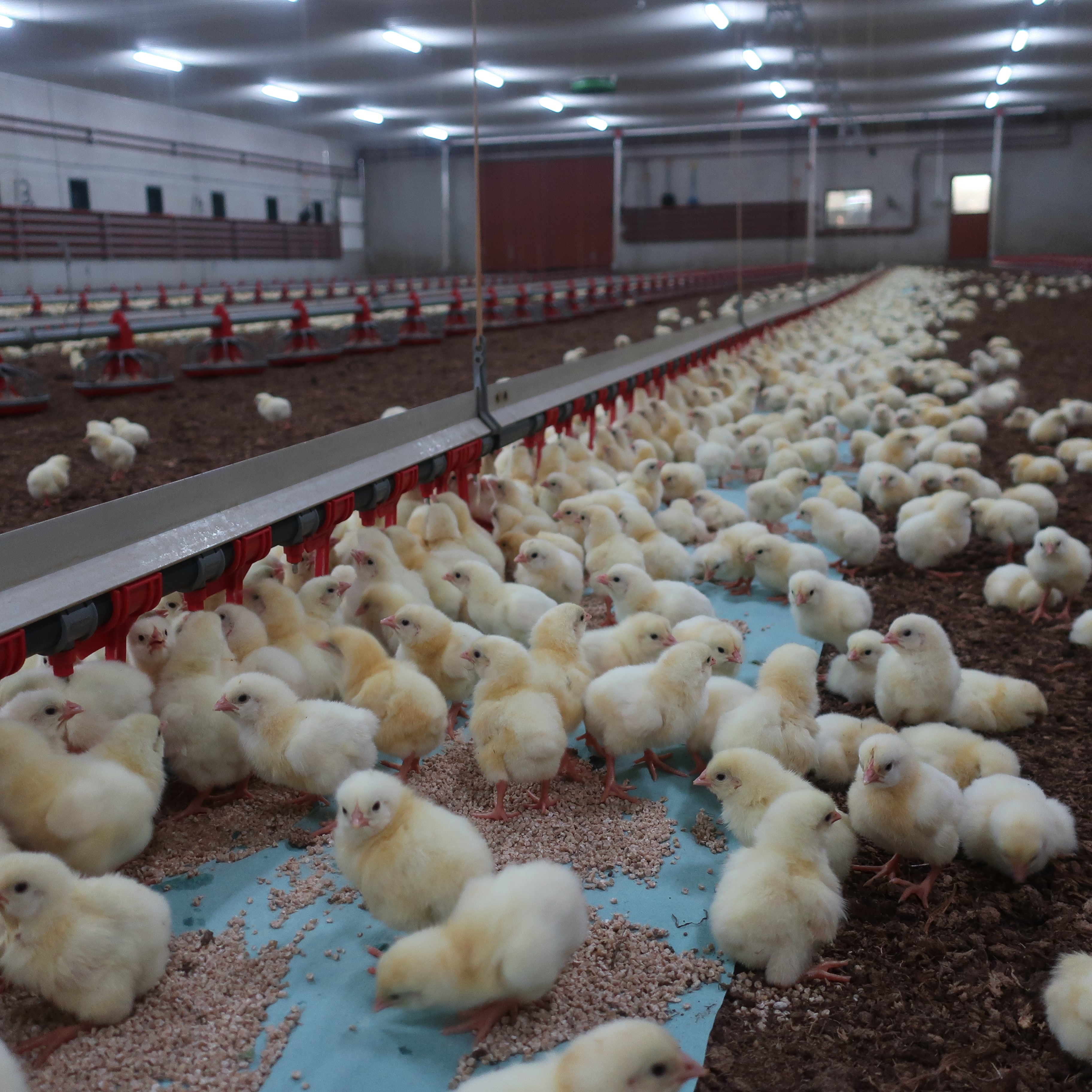 Ylihuhtalan tila 1/2020