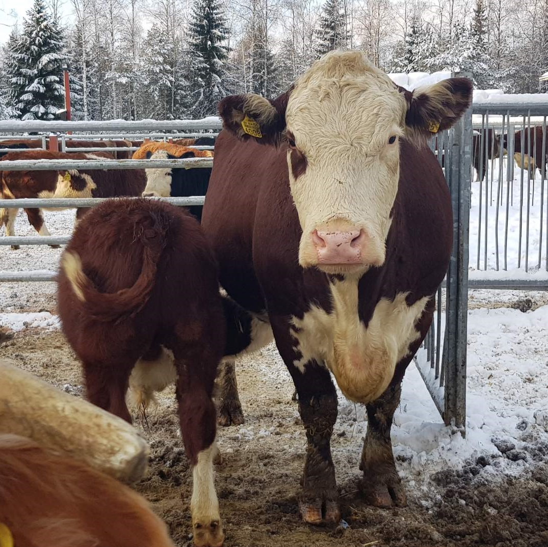 Navettavalkean tila 4/2019