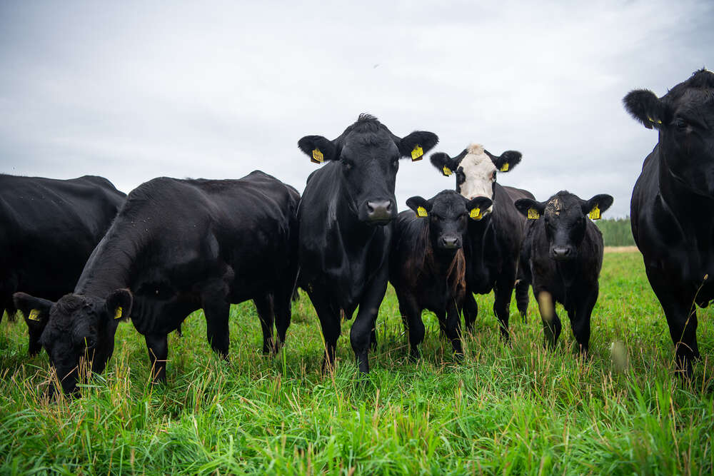 Emokarjan hankinta laitumelle rakennuskesänä