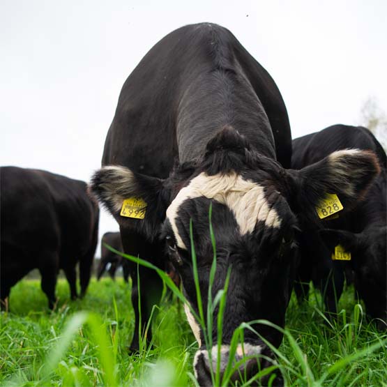 Tulevaisuuden emolehmä 2019