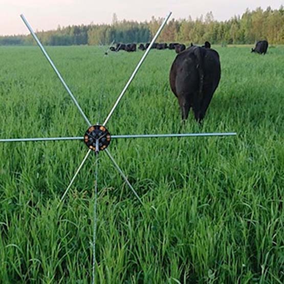 Tehokas laidunkierto kaksinkertaistaa laitumien satotasot