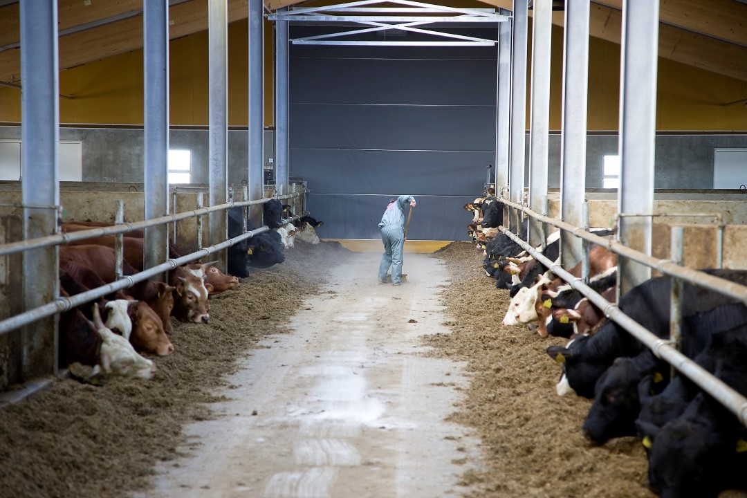 Utfodring av nötköttsdjur