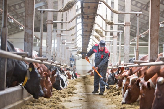 Utfodring av mjölkkor