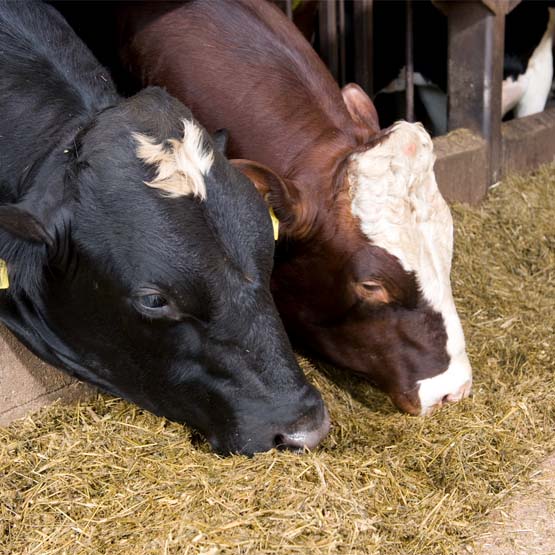 Utfodring av nötköttsdjur