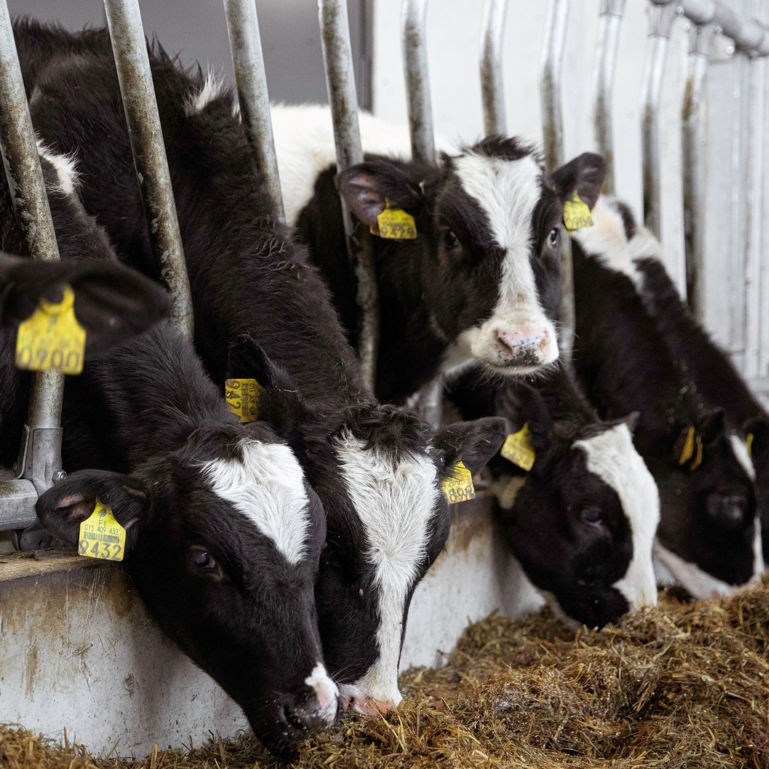 Yhteistyö inspiroi maitotilan kehittäjää