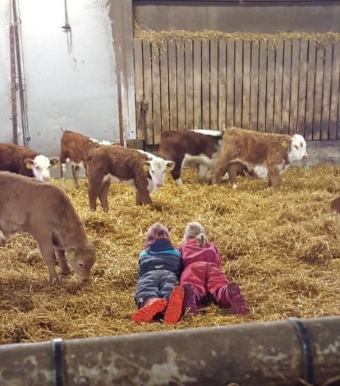 Navettavalkean tila 1/2019