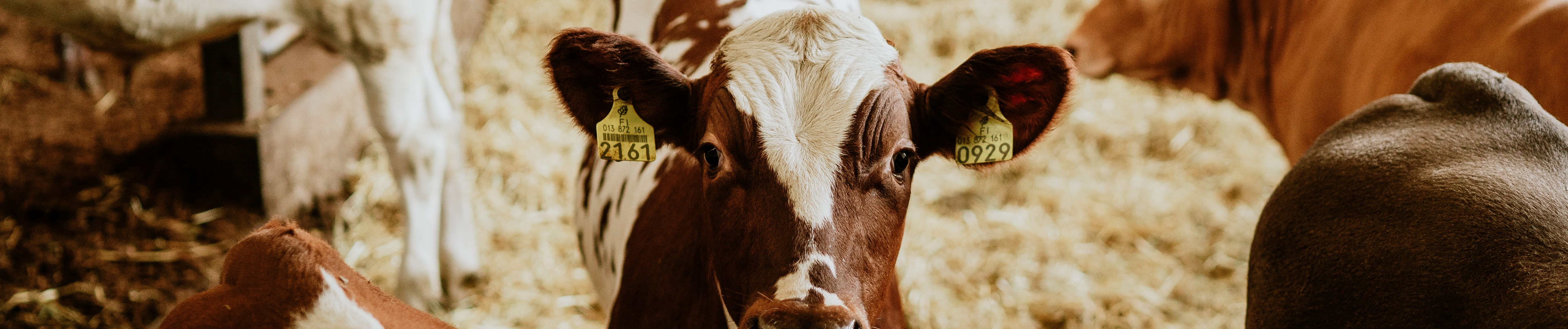 Hankinta ja välitys